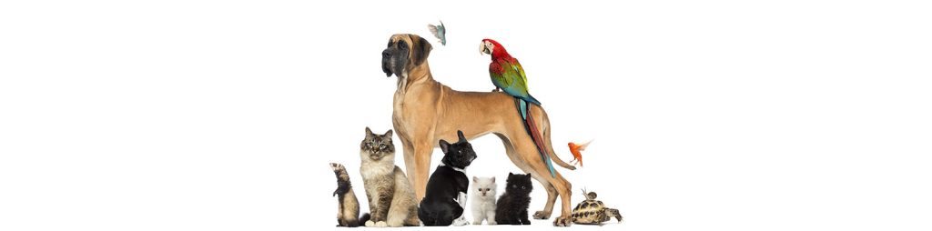 A bunch of animals - 2 dogs, 3 cats, 3 birds, 1 turtle, 1 ferret, 1 snail