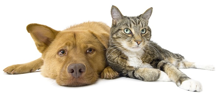 Dog and cat laying next to each other - POS for animal grooming and pet stores