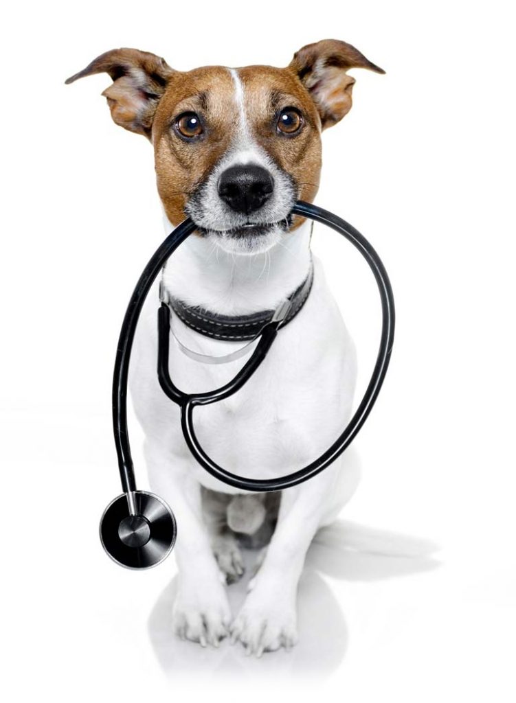 Cute, small dog holding a stethoscope in his mouth - POS systems for Animal Hospitals and Veterinarian Clinics